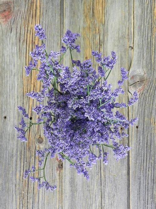 MAINE BLUE   LIMONIUM